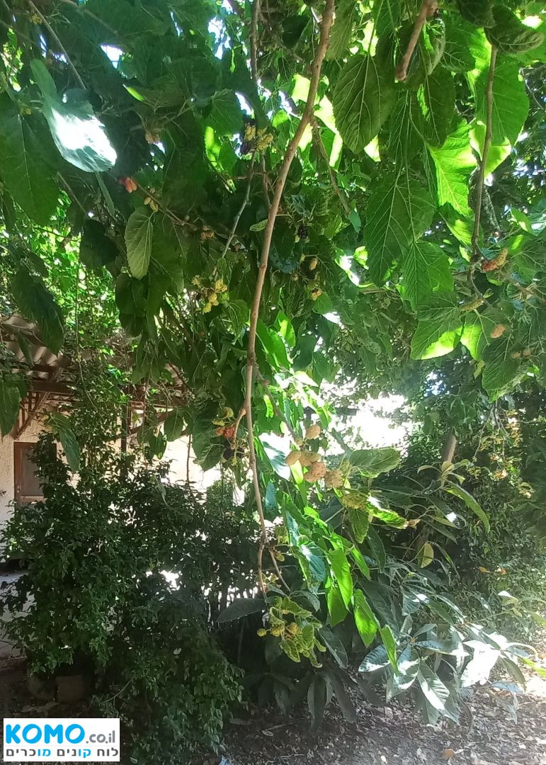 תמונה למודעה