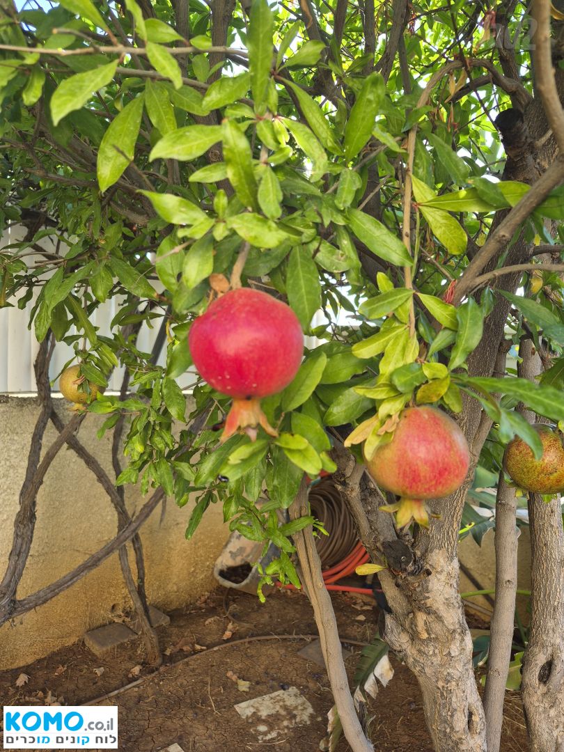 תמונה למודעה