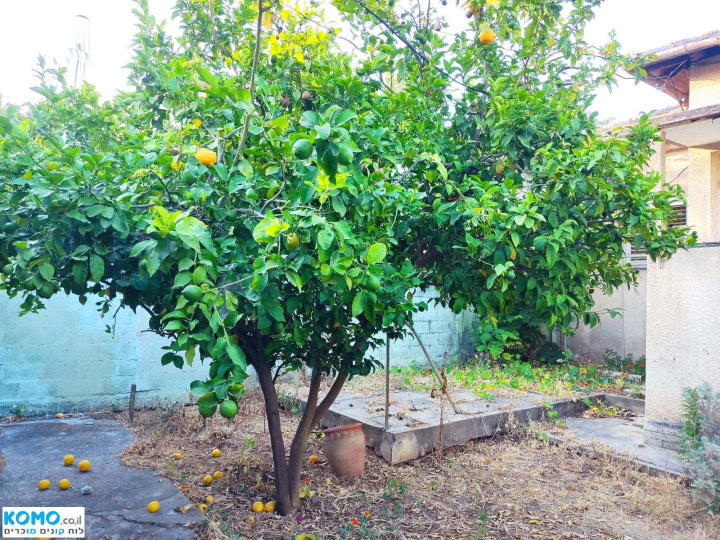 תמונה למודעה